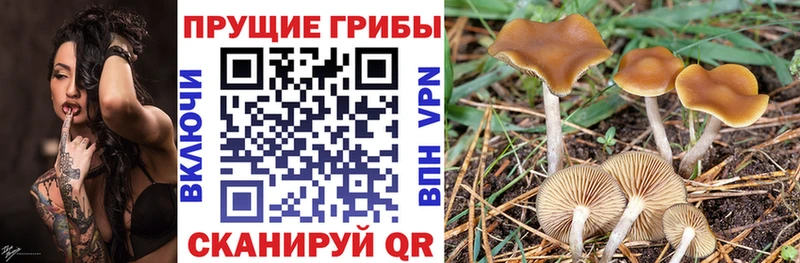 Псилоцибиновые грибы прущие грибы  как найти наркотики  Судак 